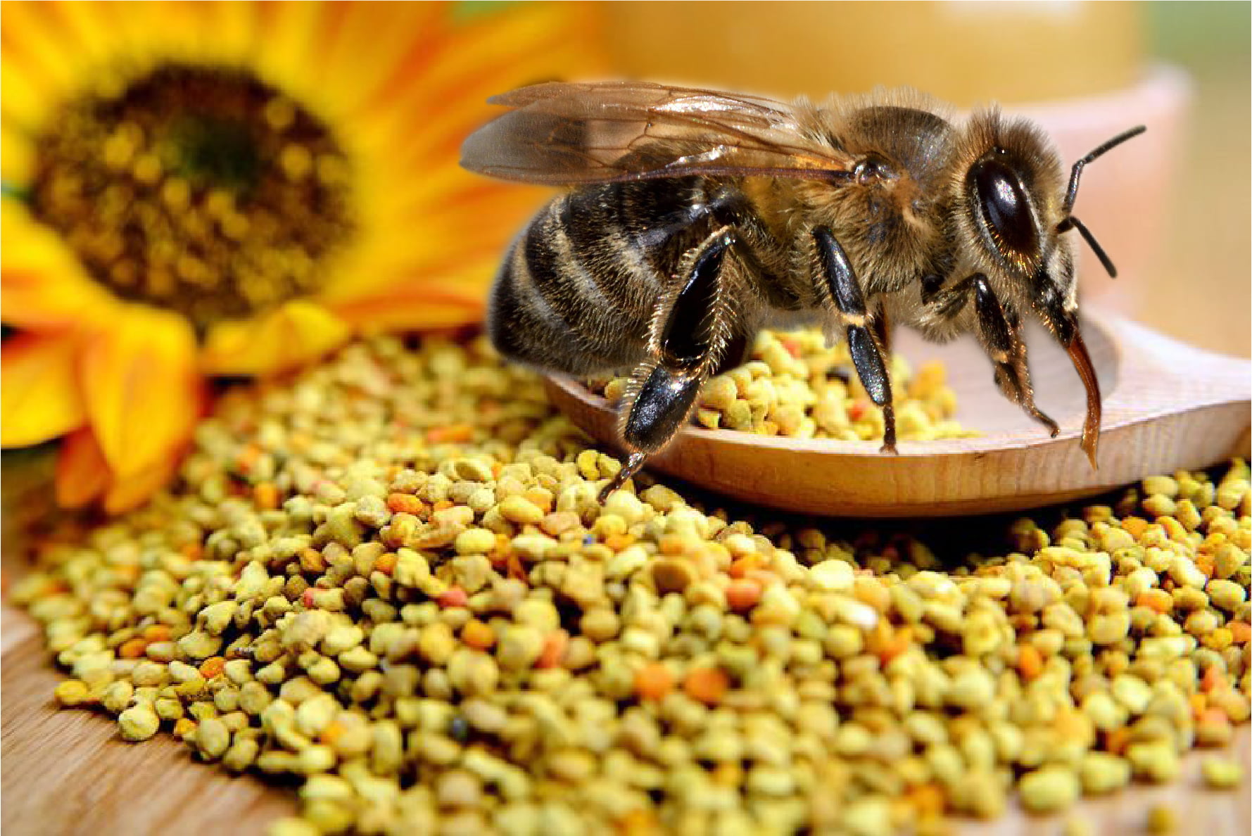 Stuifmeelpollen (bijenpollen): Compleet en aansterkend voedsel